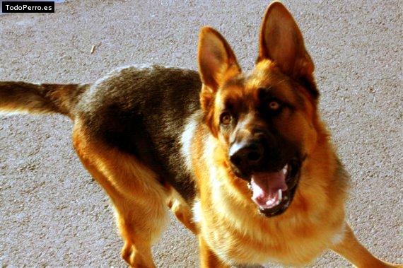 La foto del perro Poli Foto del perro Poli