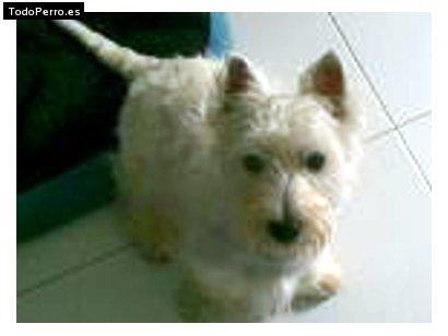 Foto del perro Tor