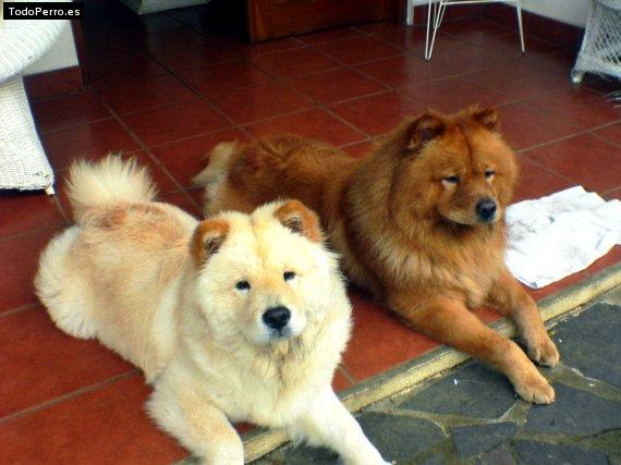 La foto del perro Leo y kockie Foto del perro Leo y kockie