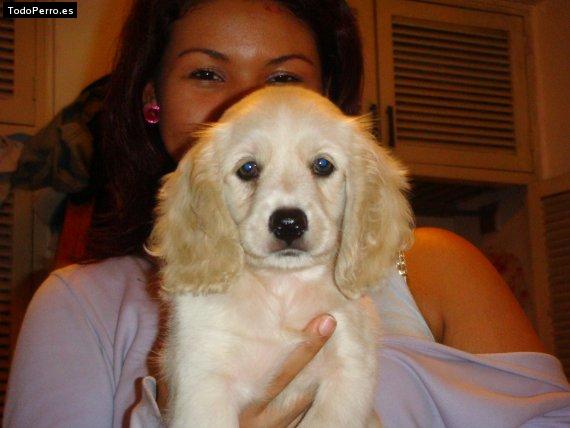 Foto del perro Bridgget