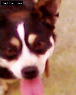 Foto del perro Hiena