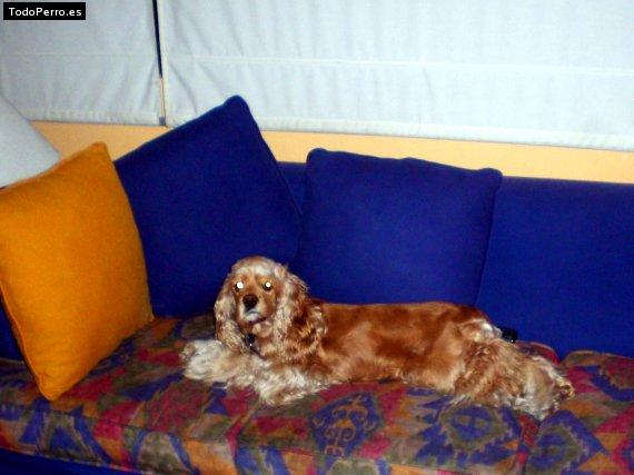 Foto del perro Cookie