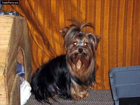 La foto del perro Monik Foto del perro Monik