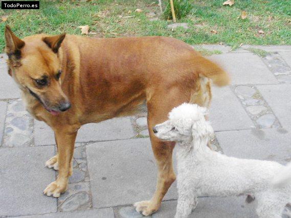 La foto del perro Casatta Foto del perro Casatta