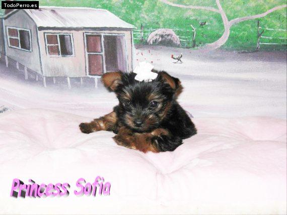 La foto del perro Princess sofia Foto del perro Princess sofia