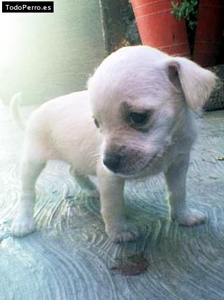 La foto del perro Kaos Foto del perro Kaos