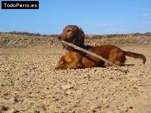 Foto del perro Benji