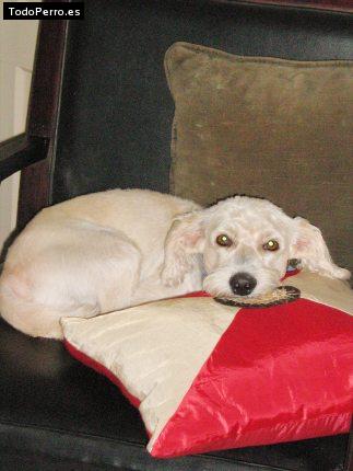 La foto del perro Junior Foto del perro Junior