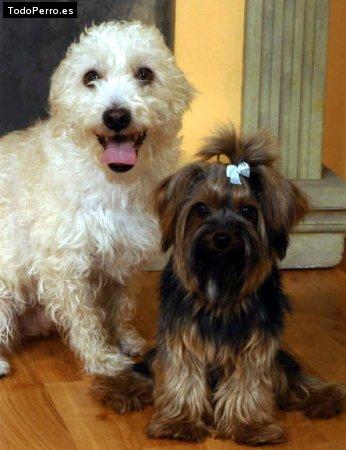 La foto del perro Golfo y cocky Foto del perro Golfo y cocky