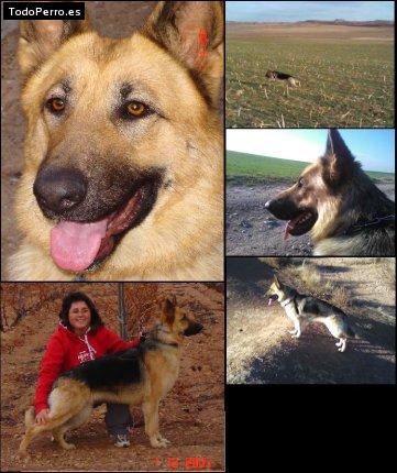 La foto del perro Maya Foto del perro Maya