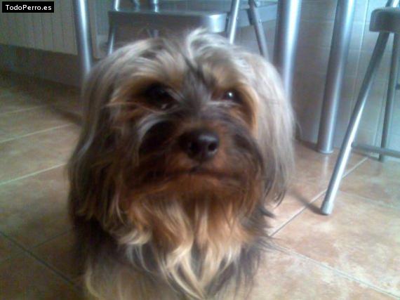 La foto del perro Capri Foto del perro Capri