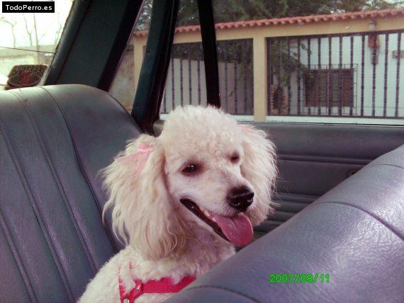 La foto del perro Chispita Foto del perro Chispita