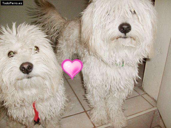 La foto del perro Coby y kikin Foto del perro Coby y kikin