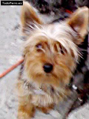 La foto del perro Hannah Foto del perro Hannah