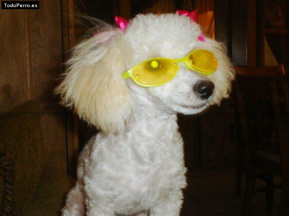 Foto del perro Muñeca