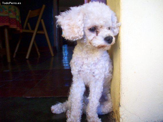 Foto del perro Whisky