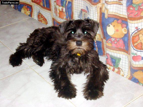 La foto del perro Katty Foto del perro Katty