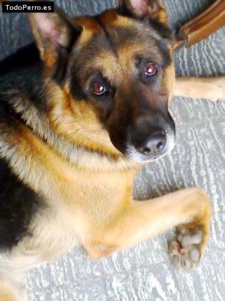 La foto del perro Hugo Foto del perro Hugo