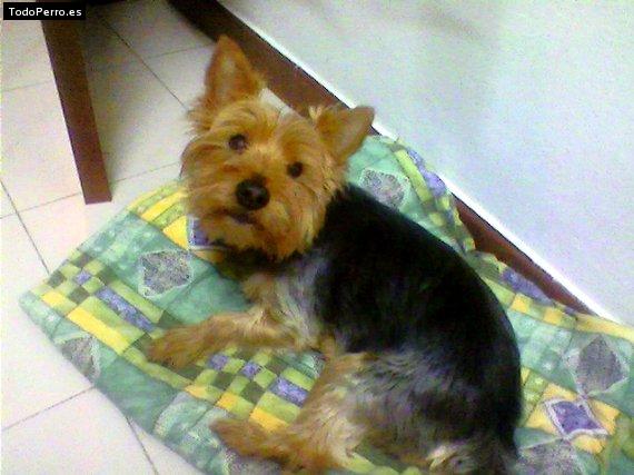 La foto del perro Kyra Foto del perro Kyra