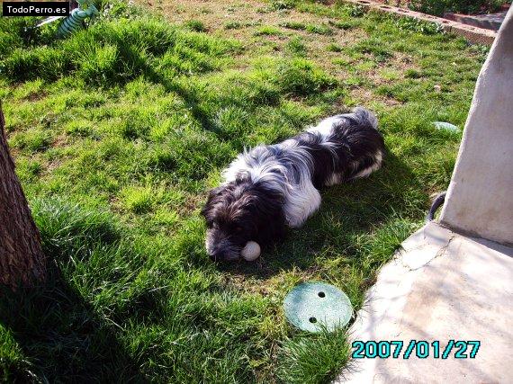 Foto del perro Split 