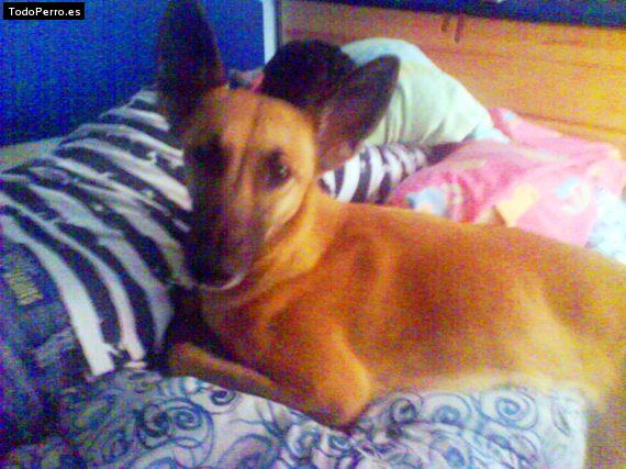 La foto del perro Kora Foto del perro Kora