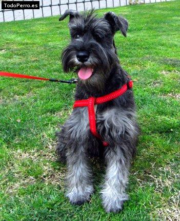 La foto del perro Lara Foto del perro Lara