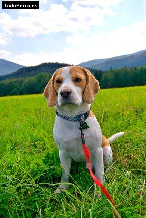 La foto del perro Caramelo Foto del perro Caramelo