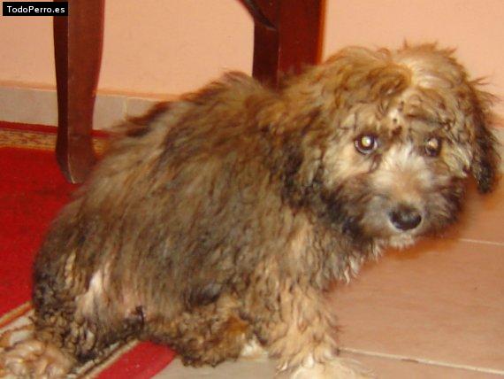 Foto del perro Minnie