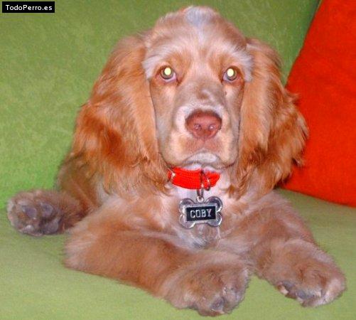 Foto del perro Coby