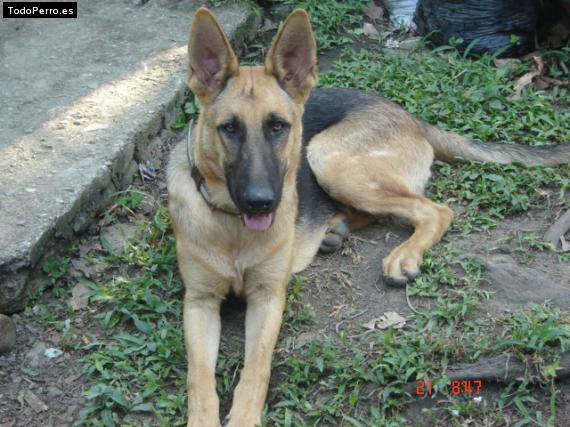 La foto del perro Linkon Foto del perro Linkon