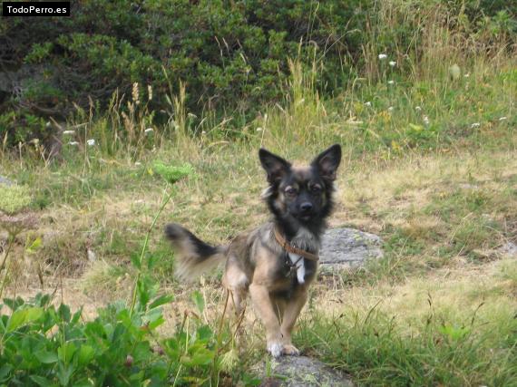 La foto del perro Hamboot Foto del perro Hamboot