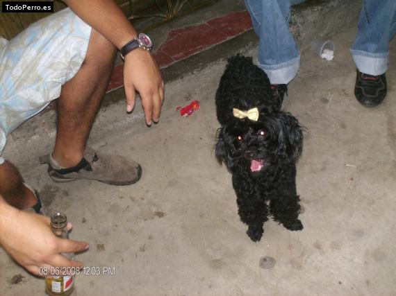 Foto del perro Reina emperatriz