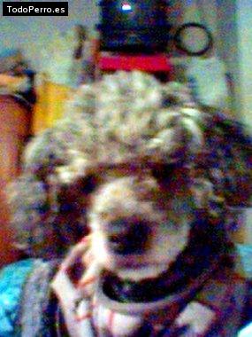 La foto del perro Coqueta Foto del perro Coqueta