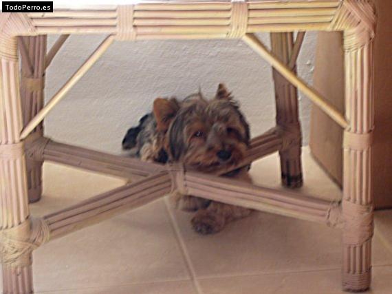 Foto del perro Teo