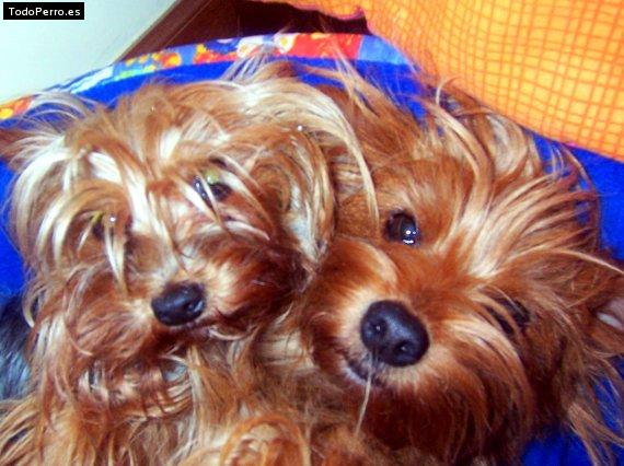 Foto del perro Shenna