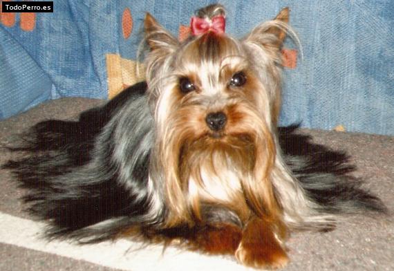 La foto del perro Moschino Foto del perro Moschino