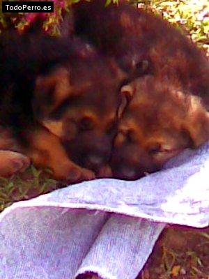 La foto del perro Rocko y osias Foto del perro Rocko y osias