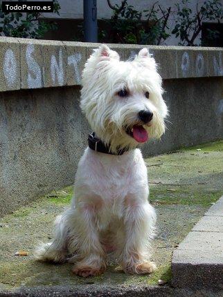 Foto del perro Bichu