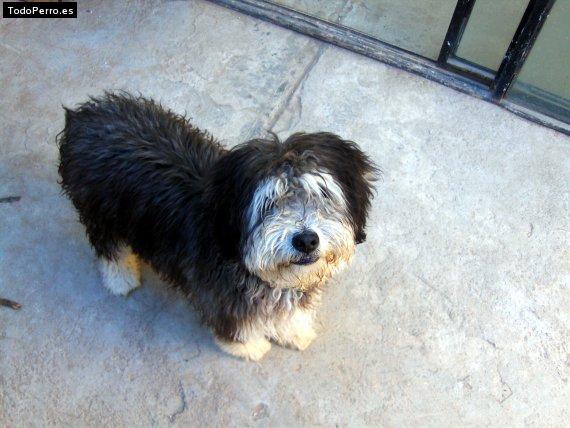 Foto del perro Chessman
