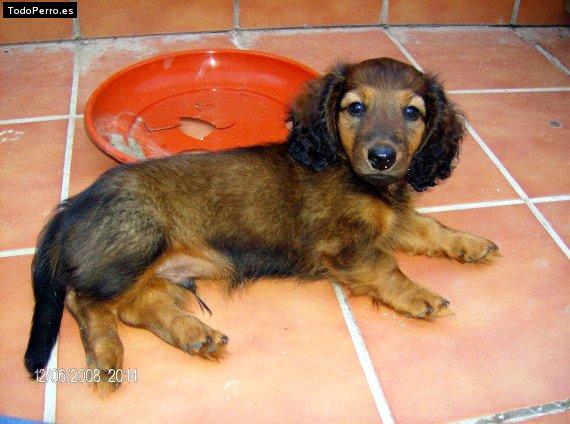 Foto del perro Trasto