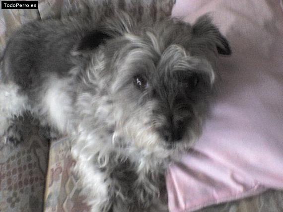 La foto del perro Chispa Foto del perro Chispa