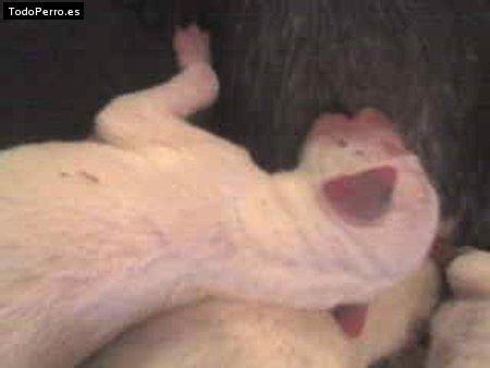 Foto del perro Robertino