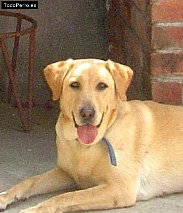 La foto del perro Cheve Foto del perro Cheve