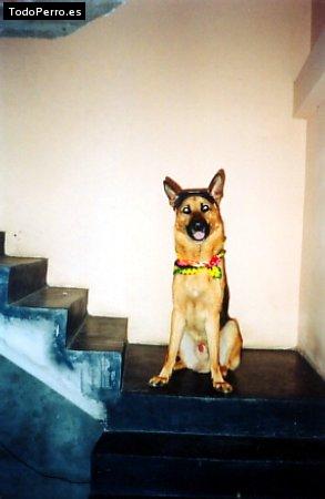 Foto del perro Ringo