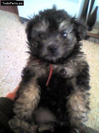 La foto del perro Morena Foto del perro Morena