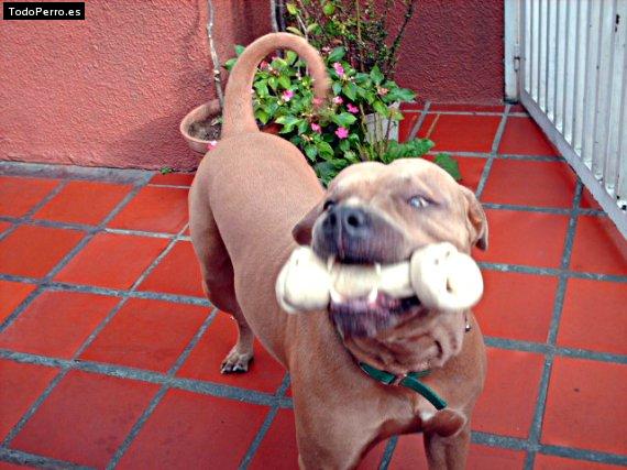 La foto del perro Gringo Foto del perro Gringo