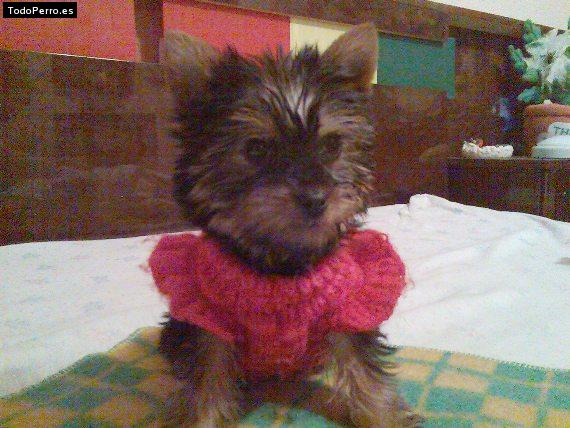 La foto del perro Kuki Foto del perro Kuki