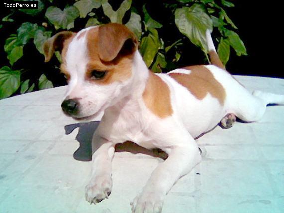 La foto del perro Chispita Foto del perro Chispita