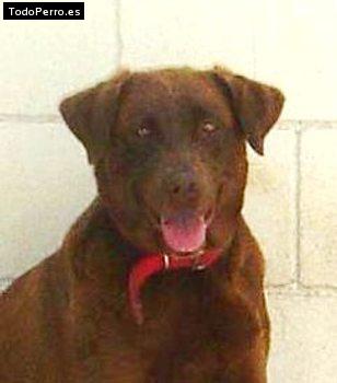 La foto del perro Moka Foto del perro Moka