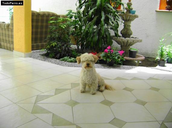 Foto del perro Sparki